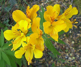 Alstroemeria aurea | pelegrina | psittacina | ligtu | Yellow Peruvian Lily | 10_Seeds