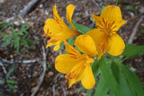 Alstroemeria aurea | pelegrina | psittacina | ligtu | Yellow Peruvian Lily | 10_Seeds