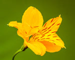 Alstroemeria aurea | pelegrina | psittacina | ligtu | Yellow Peruvian Lily | 10_Seeds