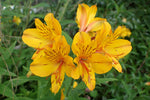Alstroemeria aurea | pelegrina | psittacina | ligtu | Yellow Peruvian Lily | 10_Seeds