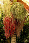 Archontophoenix alexandrae | King Alexander & Northern Bangalow Palm | 5_Seeds