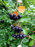 Aronia melanocarpa | Black Chokeberry | 50_Seeds