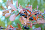 Aronia melanocarpa | Black Chokeberry | 50_Seeds