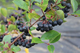 Aronia melanocarpa | Black Chokeberry | 50_Seeds
