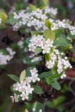 Aronia melanocarpa | Black Chokeberry | 50_Seeds