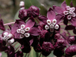 Asclepias cordifolia | Heart-Leaf Milkweed | 20_Seeds
