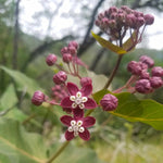 Asclepias cordifolia | Heart-Leaf Milkweed | 20_Seeds