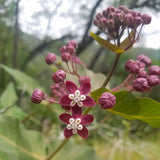 Asclepias cordifolia | Heart-Leaf Milkweed | 20_Seeds