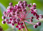 Asclepias cordifolia | Heart-Leaf Milkweed | 20_Seeds