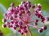 Asclepias cordifolia | Heart-Leaf Milkweed | 20_Seeds