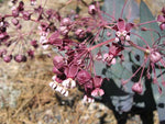 Asclepias cordifolia | Heart-Leaf Milkweed | 20_Seeds