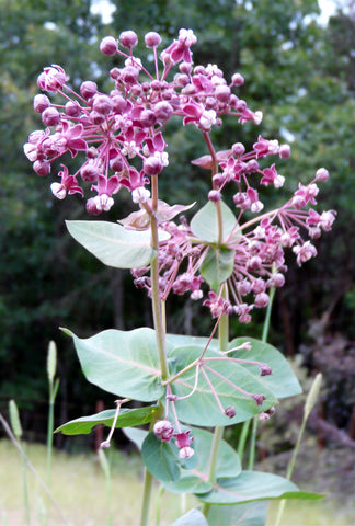 Asclepias cordifolia | Heart-Leaf Milkweed | 20_Seeds