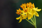 Asclepias curassavica Silky Gold | 20_Seeds