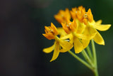 Asclepias curassavica Silky Gold | 20_Seeds