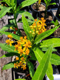 Asclepias curassavica Silky Gold | 20_Seeds