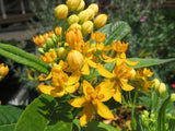 Asclepias curassavica Silky Gold | 20_Seeds