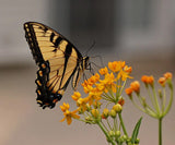 Asclepias curassavica Silky Gold | 20_Seeds