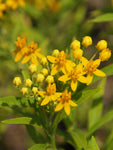 Asclepias curassavica Silky Gold | 20_Seeds