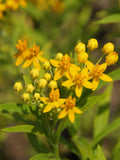 Asclepias curassavica Silky Gold | 20_Seeds