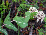 Asclepias humistrata | Pinewoods Milkweed | Pink Veined Milkplant | 20_Seeds