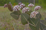 Asclepias humistrata | Pinewoods Milkweed | Pink Veined Milkplant | 20_Seeds