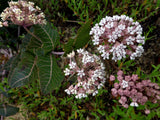 Asclepias humistrata | Pinewoods Milkweed | Pink Veined Milkplant | 20_Seeds