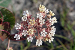 Asclepias humistrata | Pinewoods Milkweed | Pink Veined Milkplant | 20_Seeds
