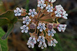 Asclepias humistrata | Pinewoods Milkweed | Pink Veined Milkplant | 20_Seeds