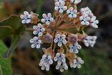 Asclepias humistrata | Pinewoods Milkweed | Pink Veined Milkplant | 20_Seeds