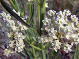 Asclepias subverticillata | Horsetail & Whorled Milkweed | 10_Seeds