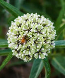 Asclepias subverticillata | Horsetail & Whorled Milkweed | 10_Seeds
