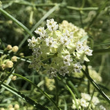 Asclepias subverticillata | Horsetail & Whorled Milkweed | 10_Seeds