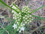 Asclepias subverticillata | Horsetail & Whorled Milkweed | 10_Seeds