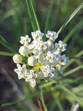 Asclepias subverticillata | Horsetail & Whorled Milkweed | 10_Seeds