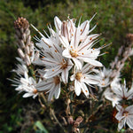 Asphodelus aestivus | Summer Asphodel | 5_Seeds