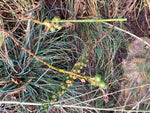 Asphodelus aestivus | Summer Asphodel | 5_Seeds