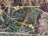 Asphodelus aestivus | Summer Asphodel | 5_Seeds