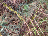 Asphodelus aestivus | Summer Asphodel | 5_Seeds