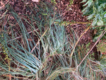 Asphodelus aestivus | Summer Asphodel | 5_Seeds