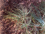 Asphodelus aestivus | Summer Asphodel | 5_Seeds