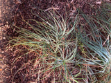 Asphodelus aestivus | Summer Asphodel | 5_Seeds