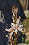 Asphodelus aestivus | Summer Asphodel | 5_Seeds