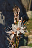 Asphodelus aestivus | Summer Asphodel | 5_Seeds