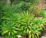 Beschorneria albiflora | Trunking Agave | Mountain Phoenix | 10_Seeds