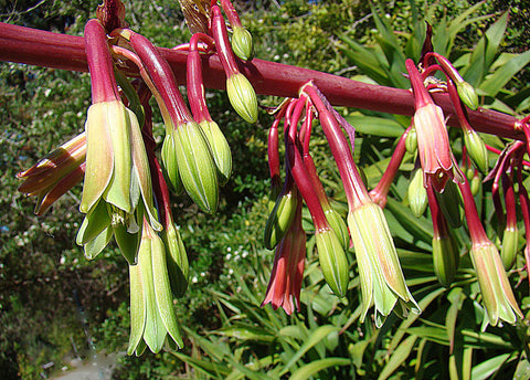 Beschorneria albiflora | Trunking Agave | Mountain Phoenix | 10_Seeds