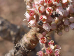Boswellia serrata | Indian Frankincense | Salai Guggal | 10_Seeds