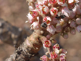 Boswellia serrata | Indian Frankincense | Salai Guggal | 10_Seeds