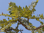 Boswellia serrata | Indian Frankincense | Salai Guggal | 10_Seeds