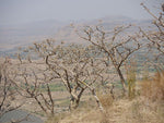 Boswellia serrata | Indian Frankincense | Salai Guggal | 10_Seeds