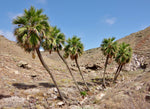 Brahea edulis | Guadalupe Palm | 5_Seeds